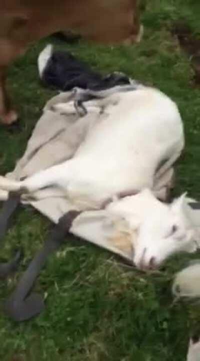 They grieve, just like us