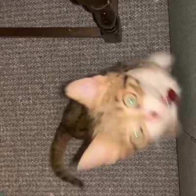 I made him a step to help him get on the bed. Did he use it? Of course not.