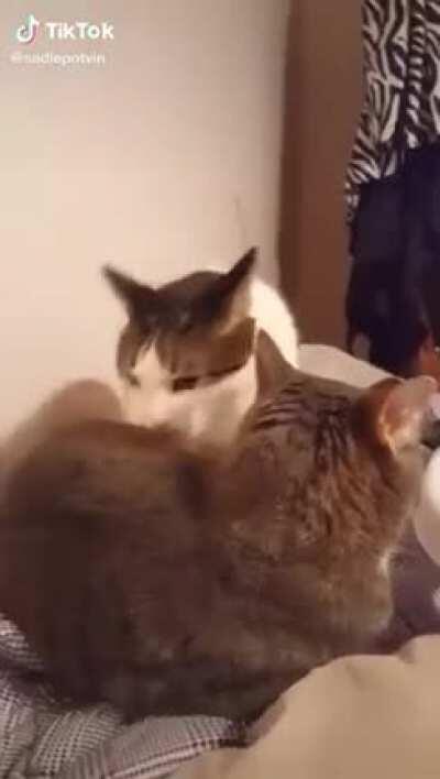 Cat bites another cat