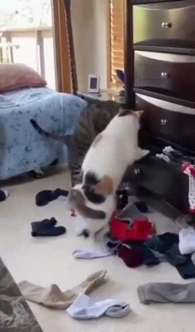 Where did you hide the catnip?