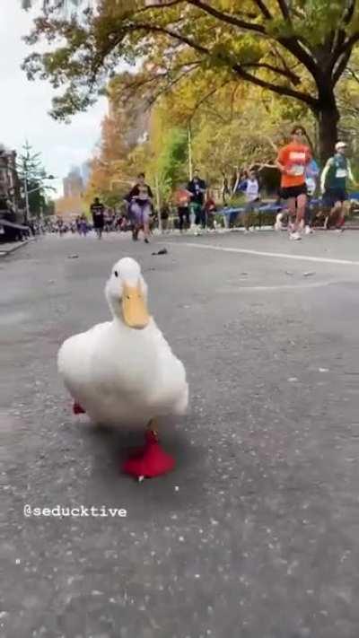 This cute duck ran the NYC marathon with custom webbed sneakers
