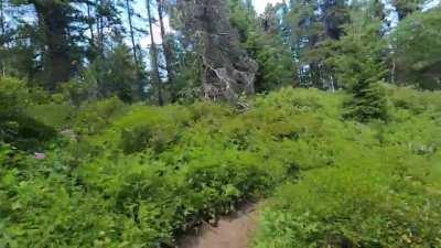 Anyone else into overgrown singletrack? 😬 (sorry for all the noise I make….bears and moose)