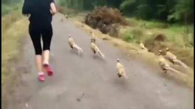 Random pheasant event is now