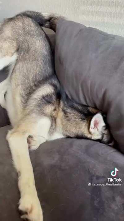 ever throw a tantrum and forget why mid-tantrum?Sage does daily.