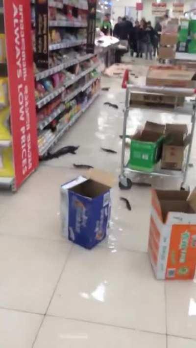 A real life fever dream