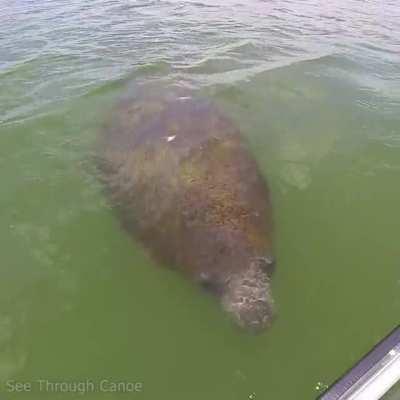 🔥 Manatees often explore things with their hairy snoot. Like many animals they have prehensile lips.