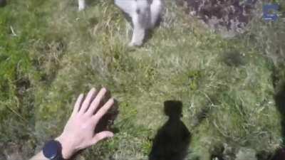 Man rescues crying lost lamb on a steep mountain and reunites it with its family