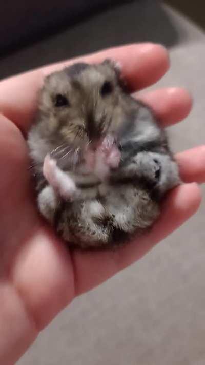 Why did Tiger do this while grooming? Is she into feet????