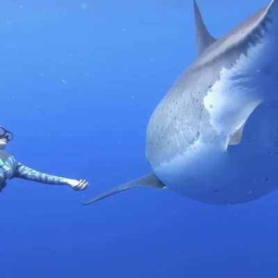 Ocean Ramsey and her team encountered this 20 ft Great White Shark near the island of Oahu, Hawaii. It is believed to be the biggest ever recorded.