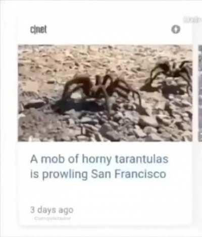 Wordington Tarantulas