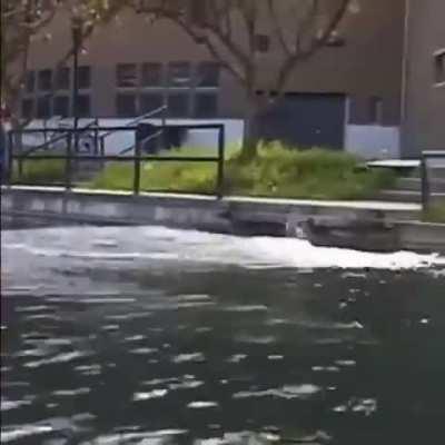 Tony Hawk has nothing on this guy