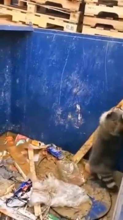 This raccoon using a plank to get out of a garbage container