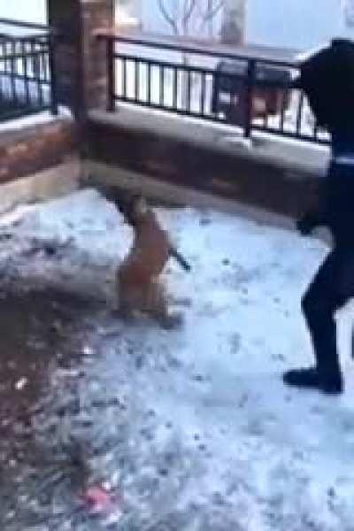 WCGW teasing a chained up dog