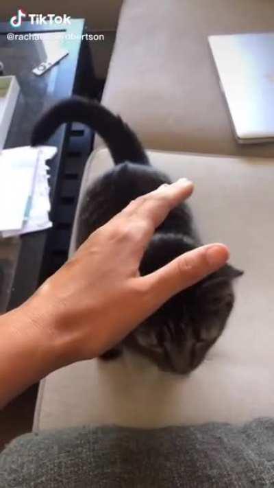 This how to pet me human