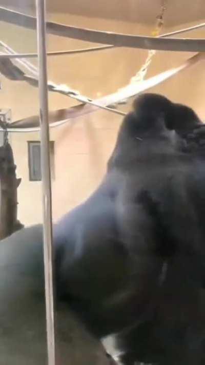 Absolute unit of a gorilla