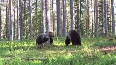 Best Bear fight ever. The cameraman was safe since he was inside a circle.