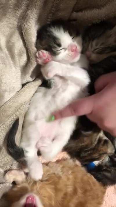 Little mainecoon belly rubs.