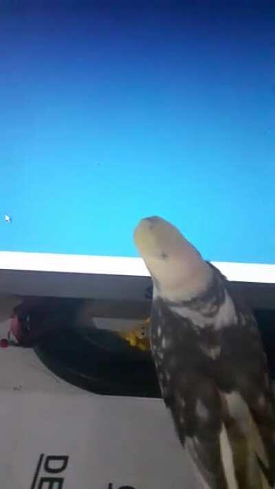 Minha calopsita tentando desesperadamente 