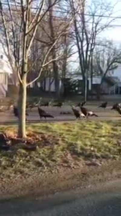 A boston man shoots a bizarre video of turkeys walking in a circle around a deceased cat.