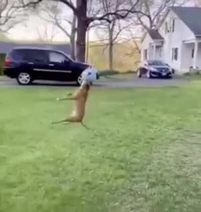 ni🅱️🅱️a dog 🌚🌚🌚