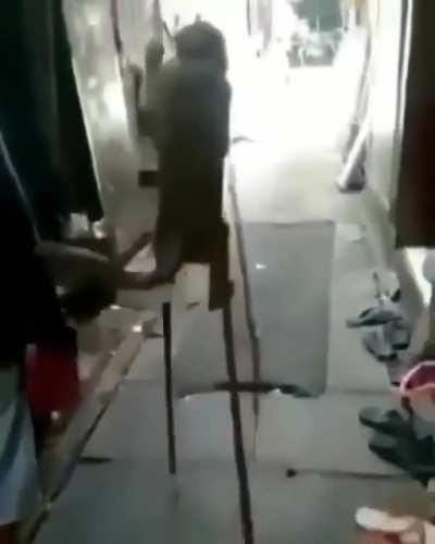 Se murió el macaco 😭😭