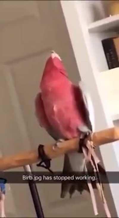 acho que ele surtou chat