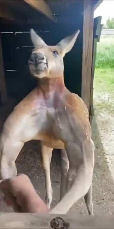 Kangroo gainz