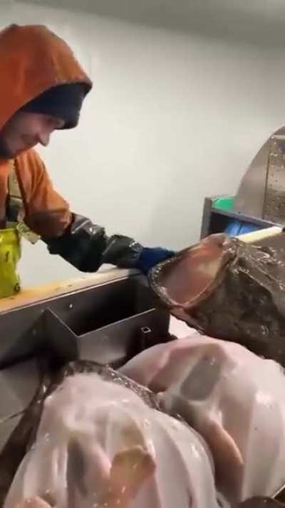 Dude gave a taste to the fish - got a stupid prize