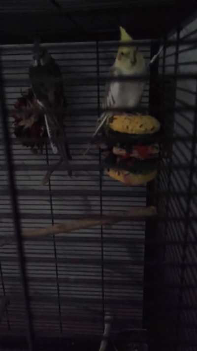 Does your birds also love to sleep on a toys?