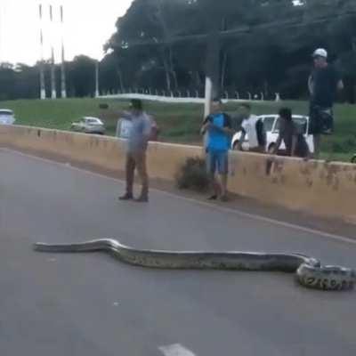 An anaconda crossing a 4-lane highway in Brazil