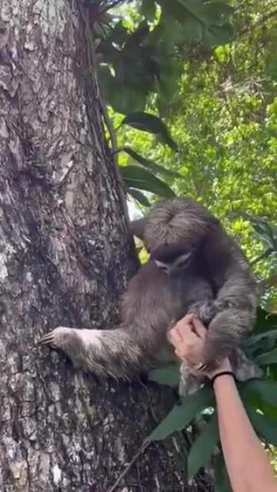 Baby sloth reunited with its mom