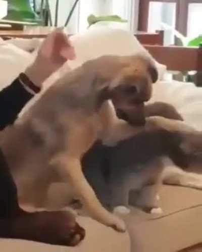 To pet the cat master