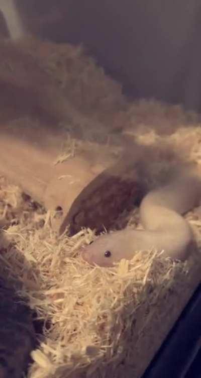 Not a single thought behind those eyes