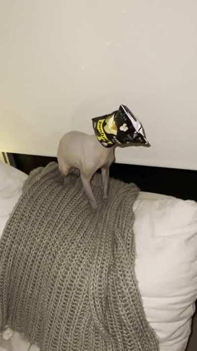 Ladies and gentlemen, this is Sheldon