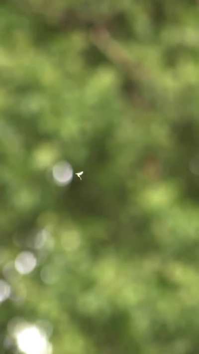 Migrant Hawker (Aeshna mixta) – Key ID mark, in flight & hunting mayfly subimagos!