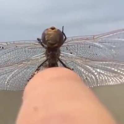 A dragonfly cleaning itself. This is absolutely disgusting and terrifying to me.