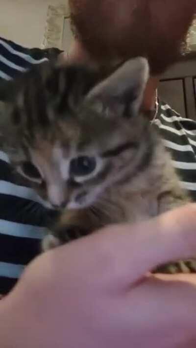 This is Tabitha, Tabby for short. She's a teeny weeny squeaky machiney!