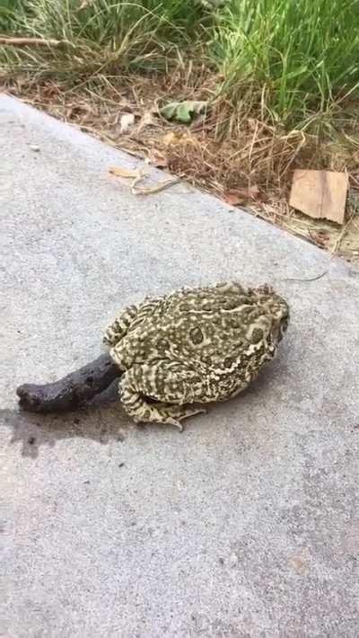 This frog dropping an absolute log