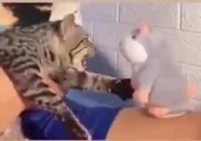 A cat insulting itself.