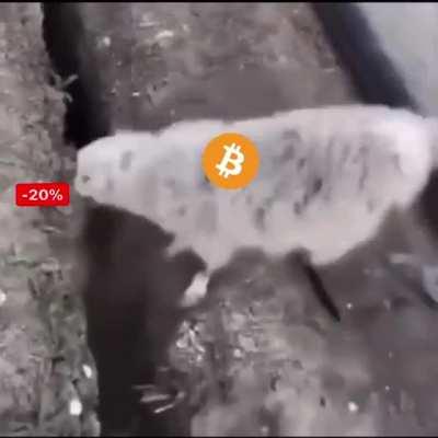 What buying the dip feels like