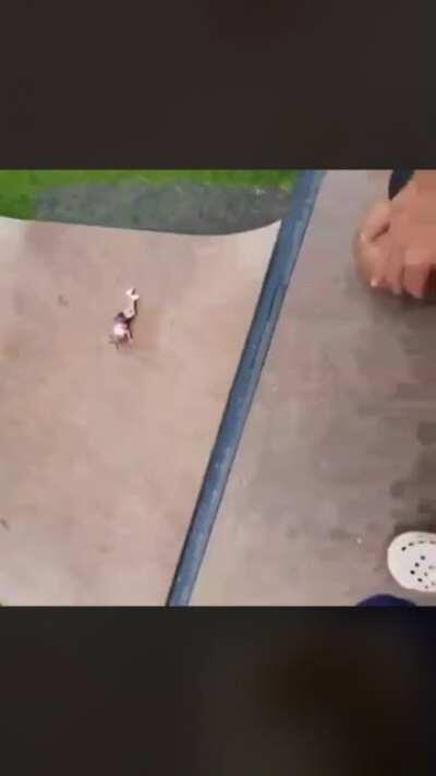 Halfpipe Disaster