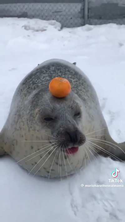 this orange is actually a mind controlled device, as you can see by this disturbing tongue... each lick of the tongue is the mind control waves hitting this poor seals brain and further causing it to lose humanity... goes to show how corrupt this world is