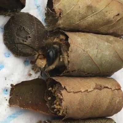 Little leaf cutter bee waking up in her tiny leaf bed 🐝