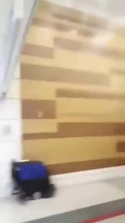 Cat Catches Bat Midair in Subway