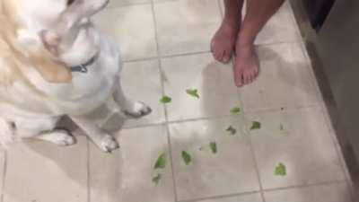 When you try to make your dog vegan