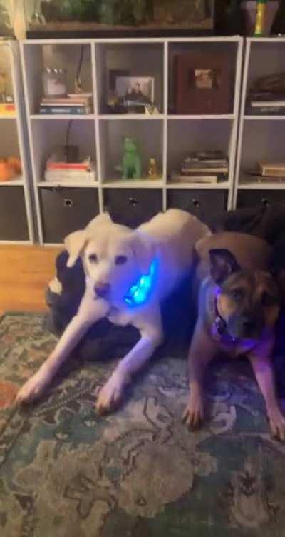 Got my dogs new collars. Lily(black dog) is not happy about it