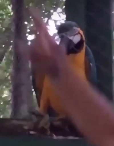 Parrot Dances at Techno Concert