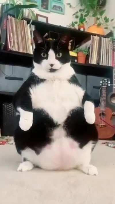 Damn that cat thicc