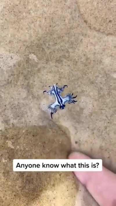Idiot touches an obviously highly poisonous slug