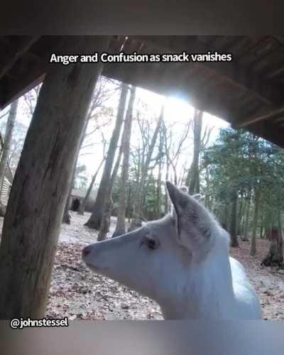 A white reindeer reacting to a vanishing peanut magic trick